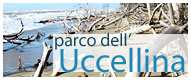 uccellina