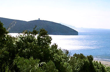 uccellina